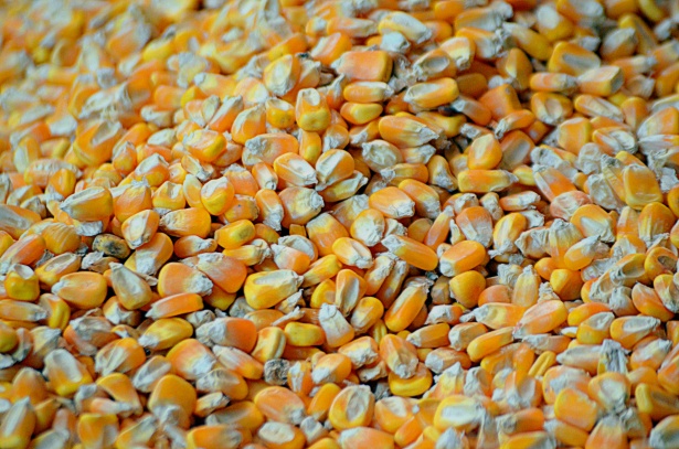 Corn